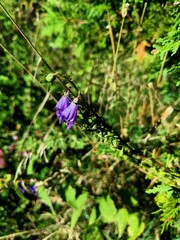 Campanula rapunculoides