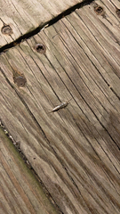 Lepismatidae