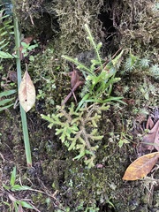 Lycopodiales