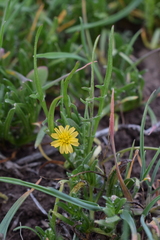 Microseris pygmaea
