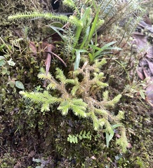 Lycopodiales
