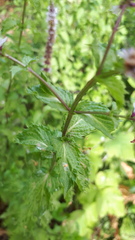 Mentha suaveolens