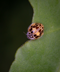 Psyllobora confluens