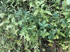 Rubus vermontanus