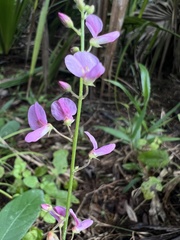 Desmodium glabellum