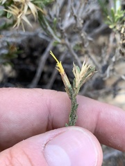 Ericameria parryi aspera