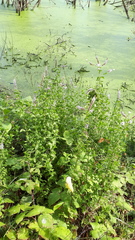 Mentha suaveolens