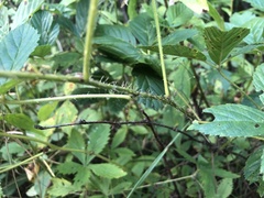Rubus vermontanus