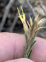 Ericameria parryi aspera