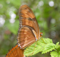 Dryas iulia