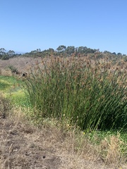 Schoenoplectus californicus