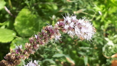 Mentha suaveolens