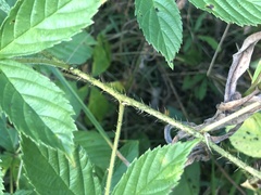 Rubus vermontanus