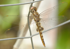 Pantala hymenaea