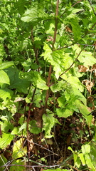 Mentha suaveolens
