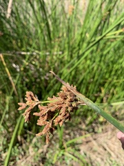 Schoenoplectus californicus