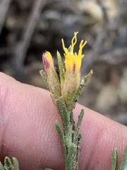 Ericameria parryi aspera