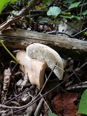 Tylopilus felleus