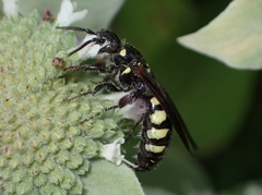 Myzinum obscurum