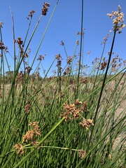 Schoenoplectus californicus