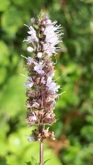 Mentha suaveolens