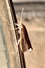 Parapediasia decorellus