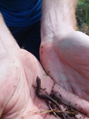 Oligosoma aeneum