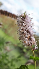 Mentha suaveolens