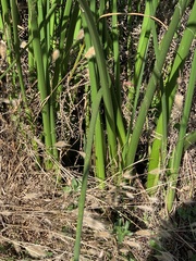 Schoenoplectus californicus