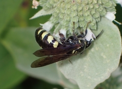 Myzinum obscurum