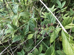 Rubus vermontanus