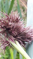Phragmites australis