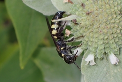 Myzinum obscurum