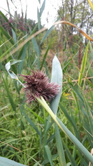 Phragmites australis