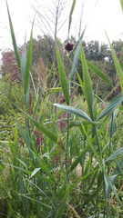 Phragmites australis