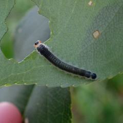 Cladius compressicornis