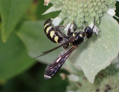 Myzinum obscurum