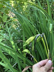 Iris pseudacorus