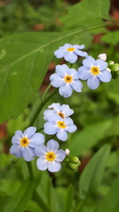 Myosotis scorpioides