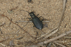 Cicindela punctulata