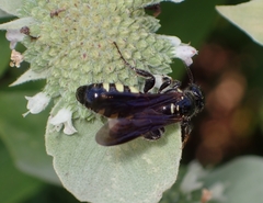 Myzinum obscurum