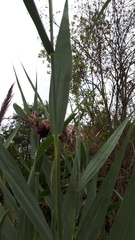 Phragmites australis