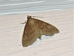 Framinghamia helvalis