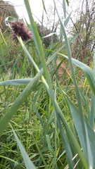 Phragmites australis