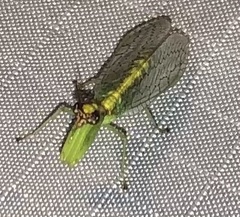 Zeugomantispa minuta