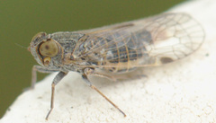 Melanoliarus acicus