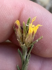 Ericameria parryi aspera