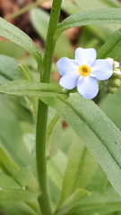 Myosotis scorpioides