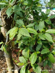 Maesa perlaria formosana