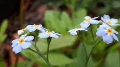 Myosotis scorpioides